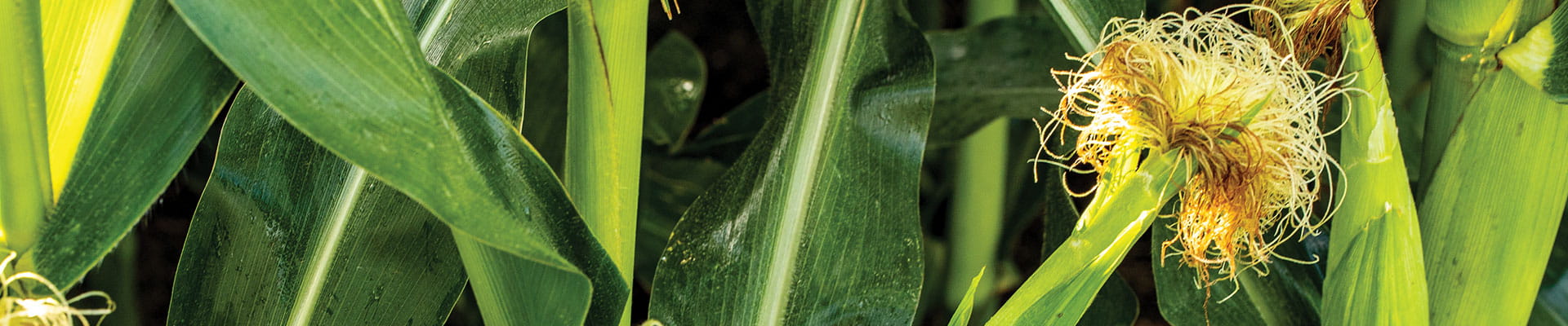 Corn crop with corn silk