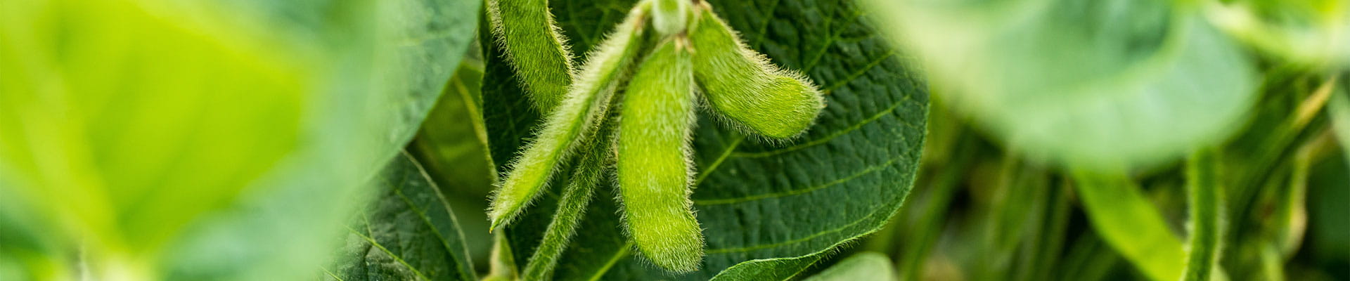 Soybean plants