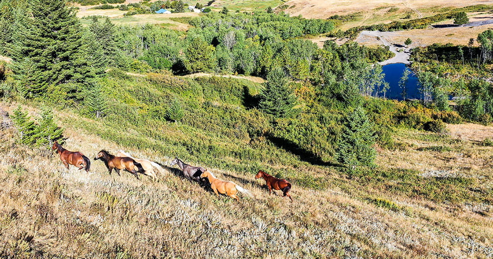 Horses roaming in a field