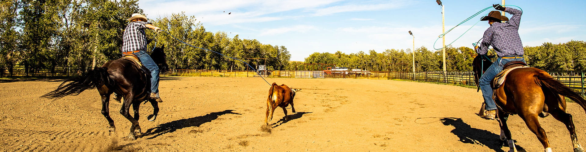 Two male ranchers roping in pasture