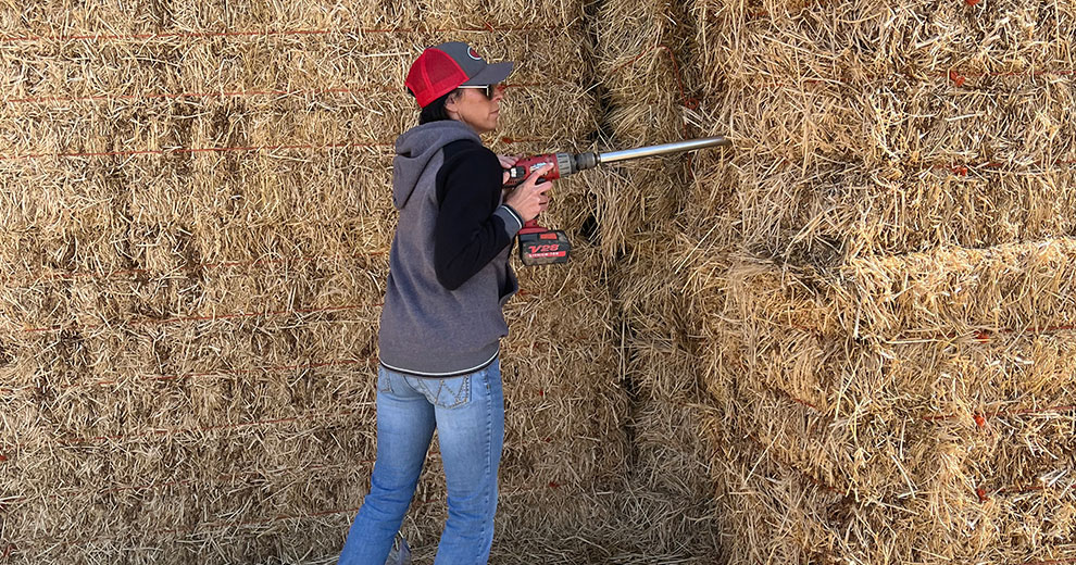 woman sampling hay with tool