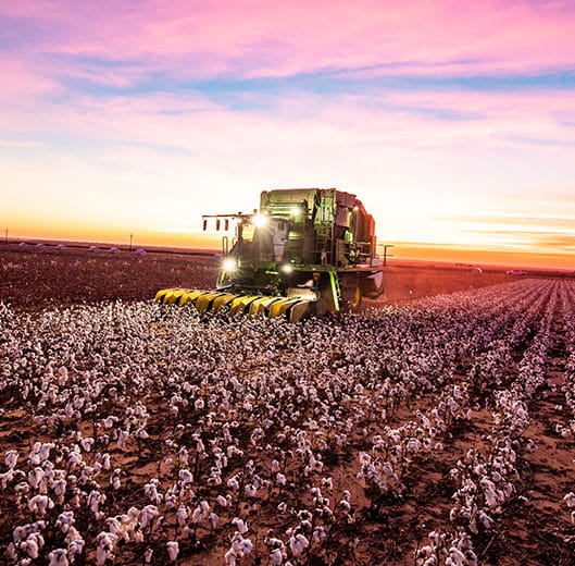 Harvesting a cotton field at sunset