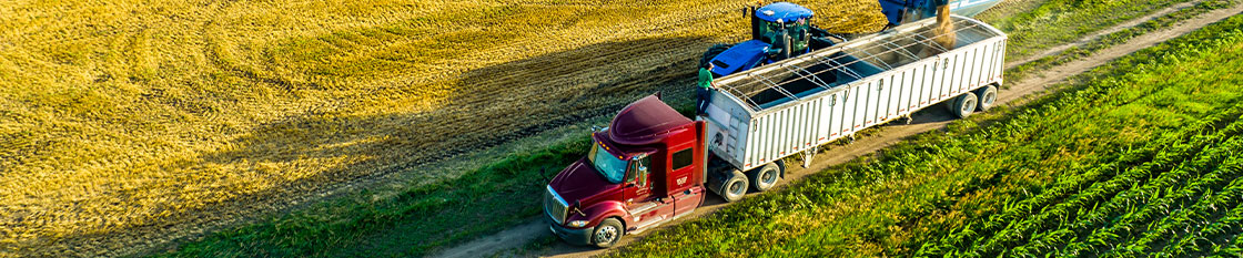 Semi trailer bed being filled during harvest