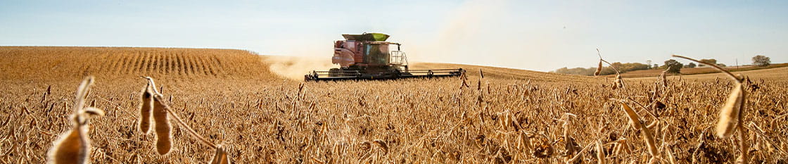 Combine harvesting soybeans