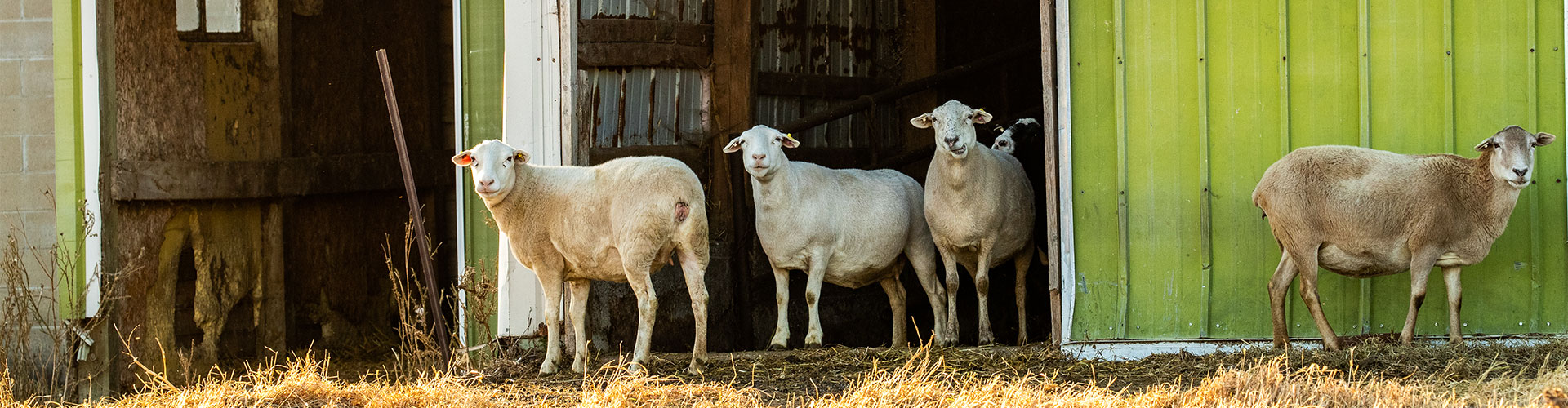 Sheep standing in the doorway of a barn