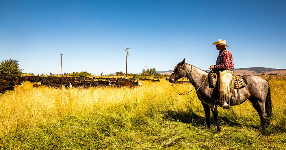 Rancher sitting on horse with cattle grazing in the background