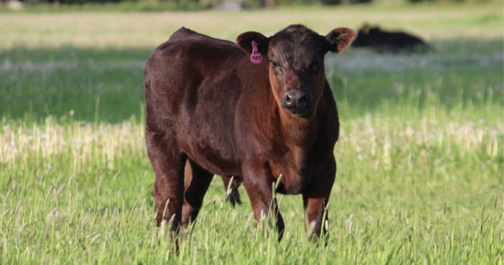 Brown beef calf standing in a field with tall green grass