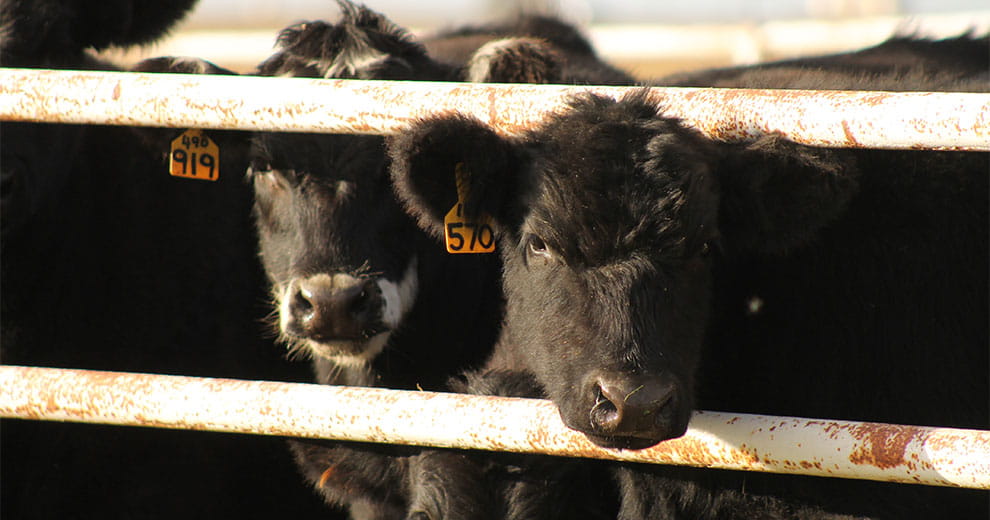 Two black beef calves peering through a fence