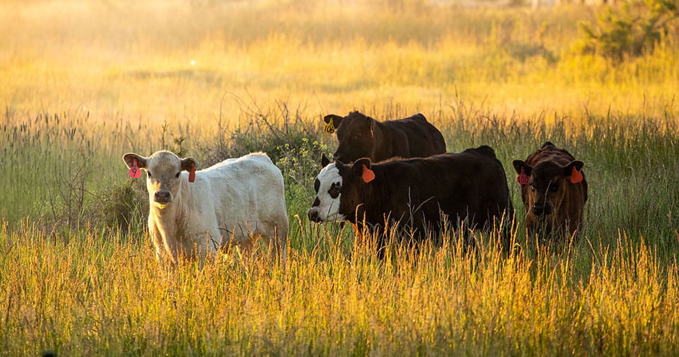 A herd of cows in tall grass