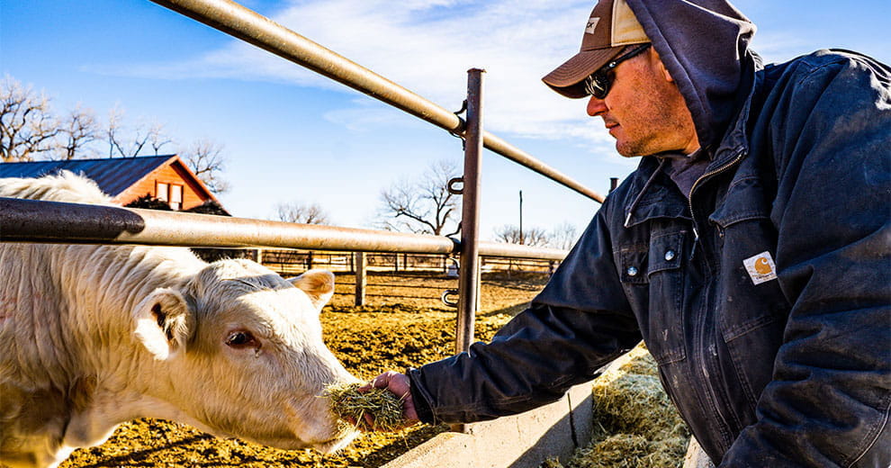 Man feeding hay to a white cow through a fence