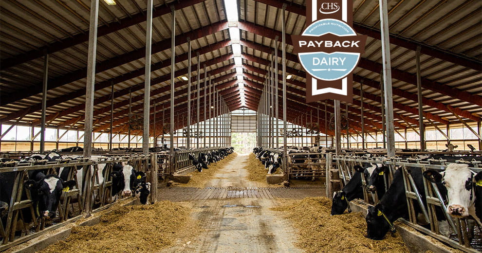 Dairy cattle in pens in a barn with Payback dairy badge overlay