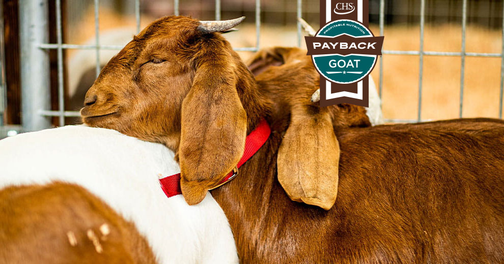 Two goats resting their heads on one another with teal Payback goat badge overlay