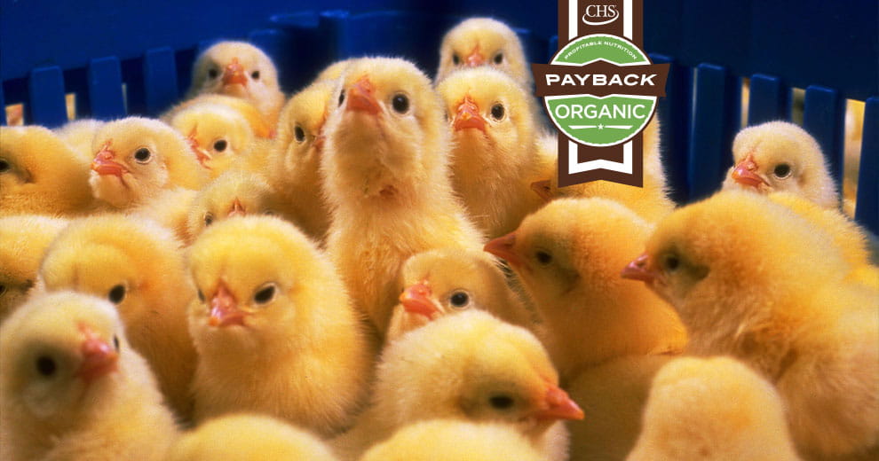Yellow chicks with Payback organic badge overlay