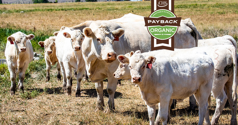 Herd of white cows and calves with Payback organic badge overlay