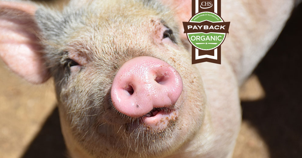 Pig with Payback organic badge overlay
