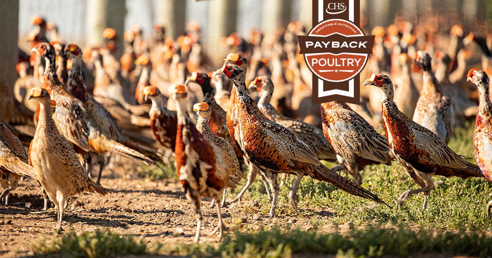 A bevy of pheasants with Payback poultry badge overlay