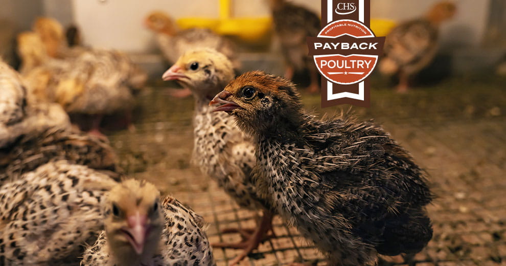 Quail chicks with overlay of Payback Poultry badge