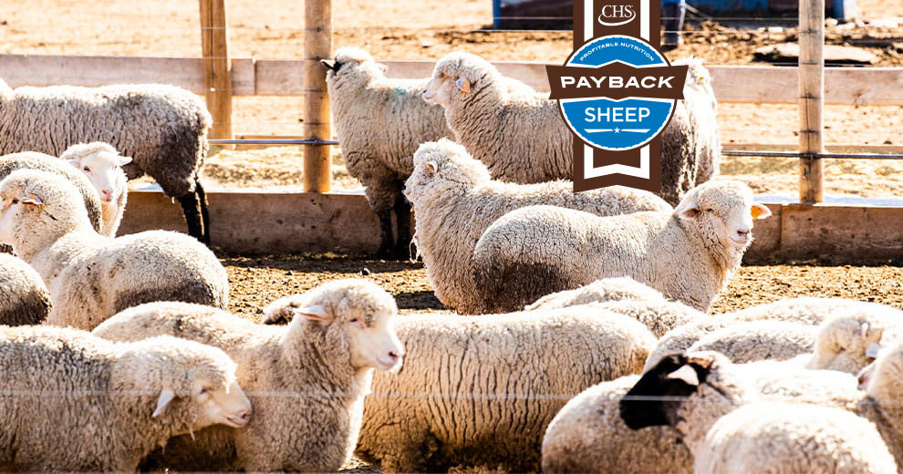 Sheep in a pen with overlay of Payback sheep badge