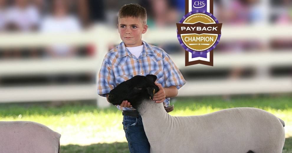 Little boy with sheep in showing stance