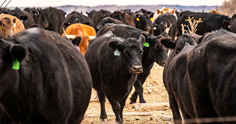 Herd of beef cattle walking