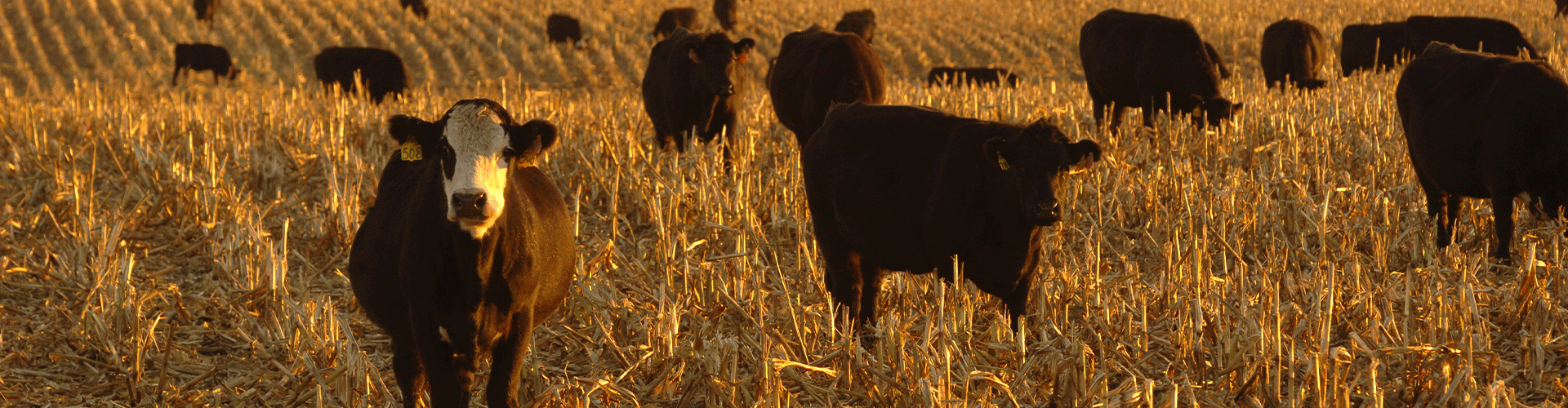 Beef cattle grazing in a mowed down corn field