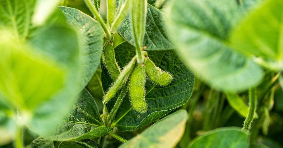 Soybean | Allegiant Seed