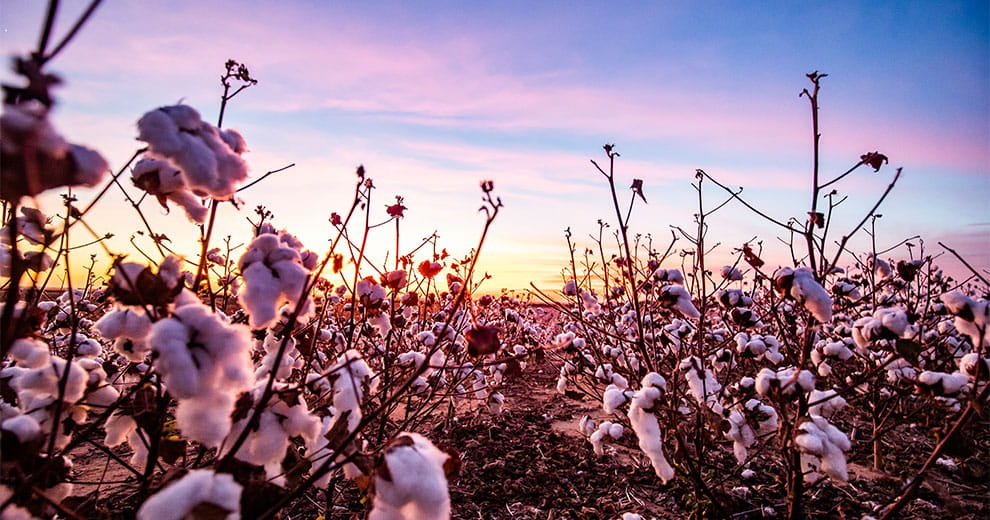 Cotton field