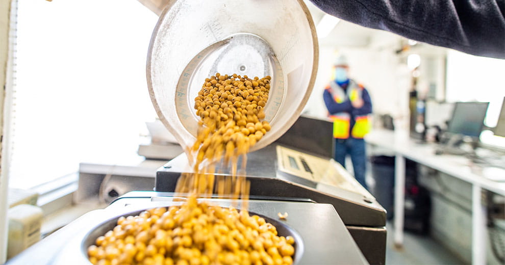 Soybeans being poured onto a scale