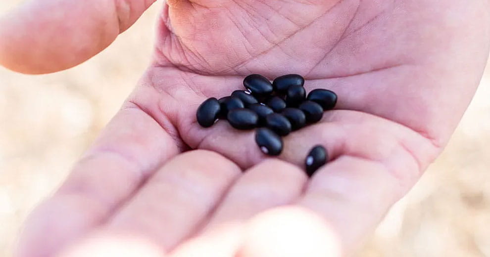 Hand holding dry black beans