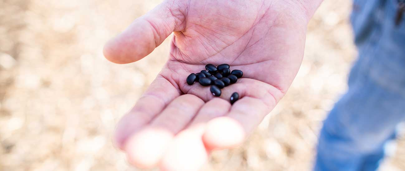 hand with black beans