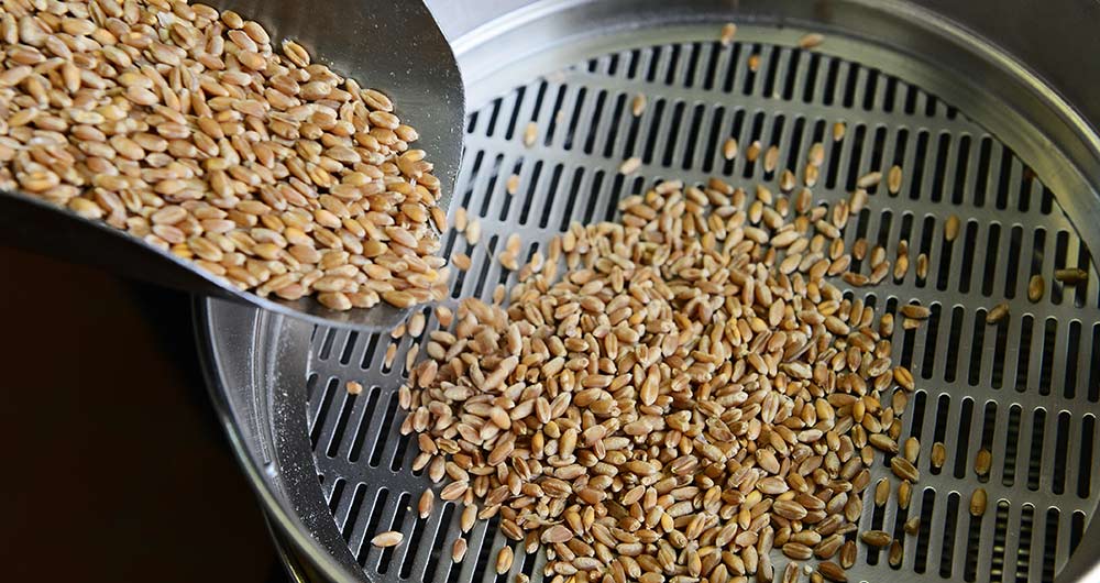 Wheat grains