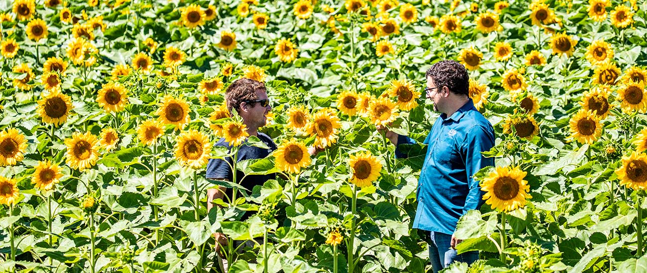two men in sunflower field