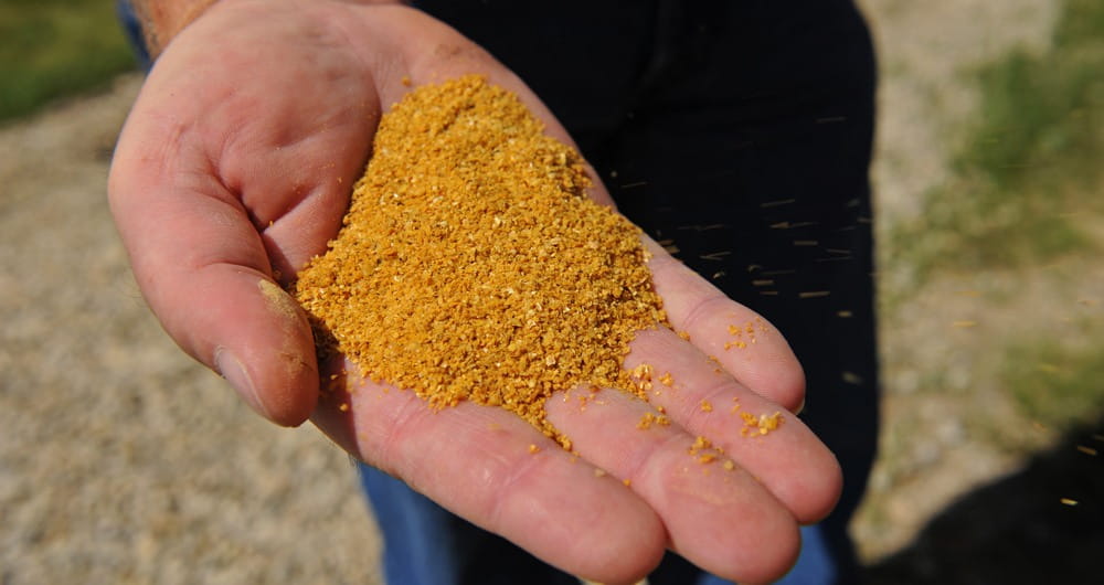 Hand holding distillers dried grains with solubles (DDGS)