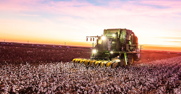 Harvesting cotton at sunset