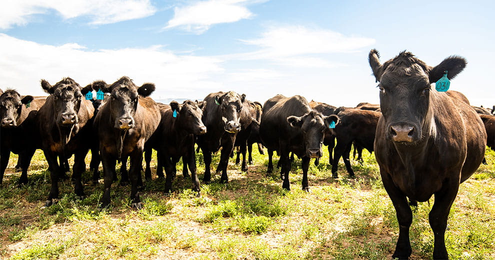 A herd of beef cattle