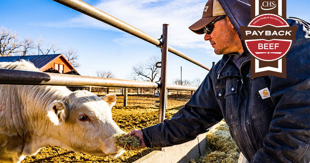 Man hand-feeding a cow hay through a fence