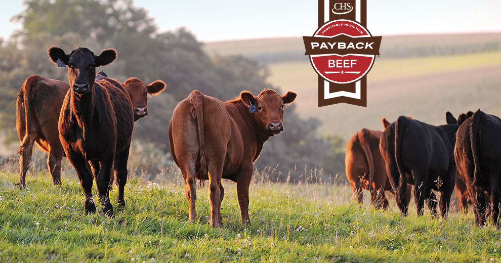 A herd of Heifers with Payback beef badge overlay