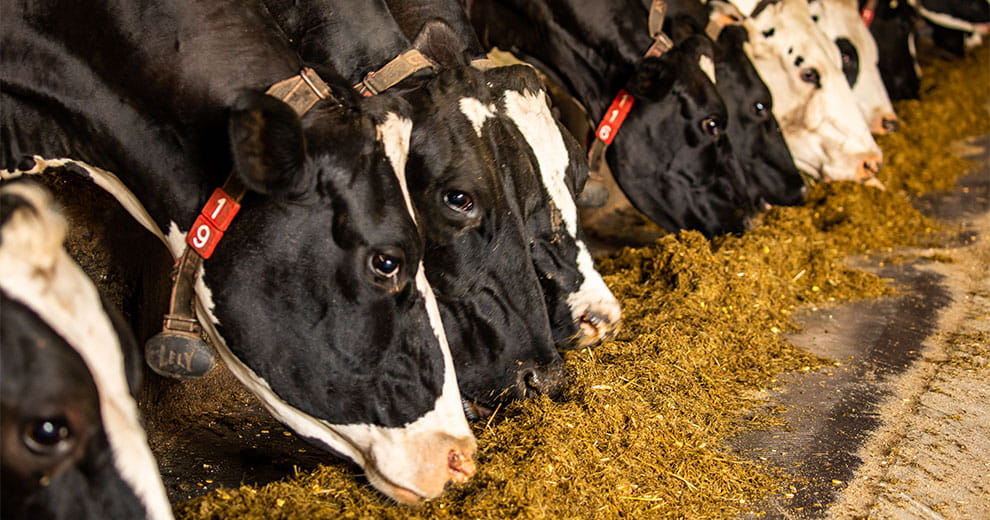 Dairy cows eating hay