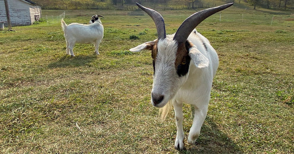 Two goats with horns walking through a yard