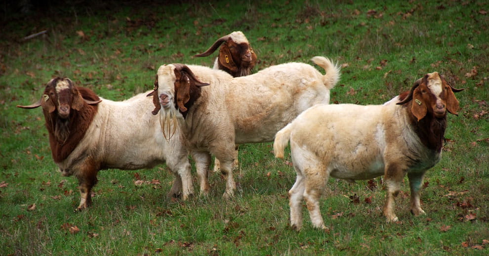 Four brown and white goats standing on a hillside
