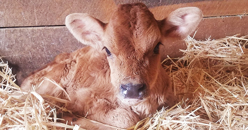 beef calf laying in barn