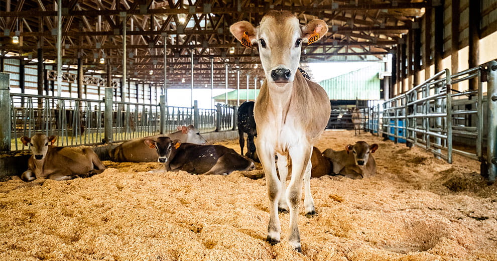Calf in a barn with other cows laying in the background