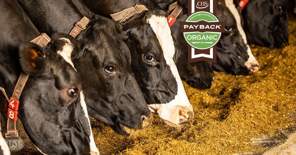 Dairy cows feeding on hay with Payback organic badge overlay