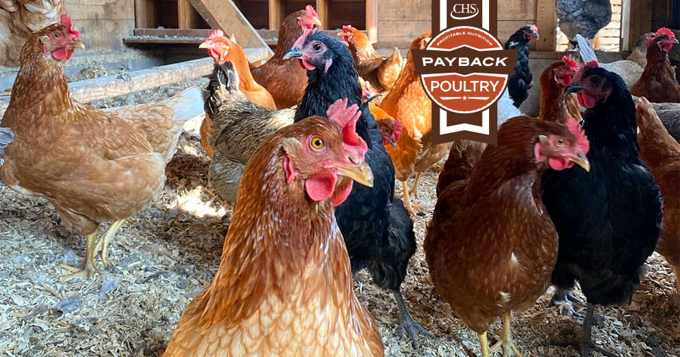 A flock of chickens in a henhouse with overlay of Payback poultry badge