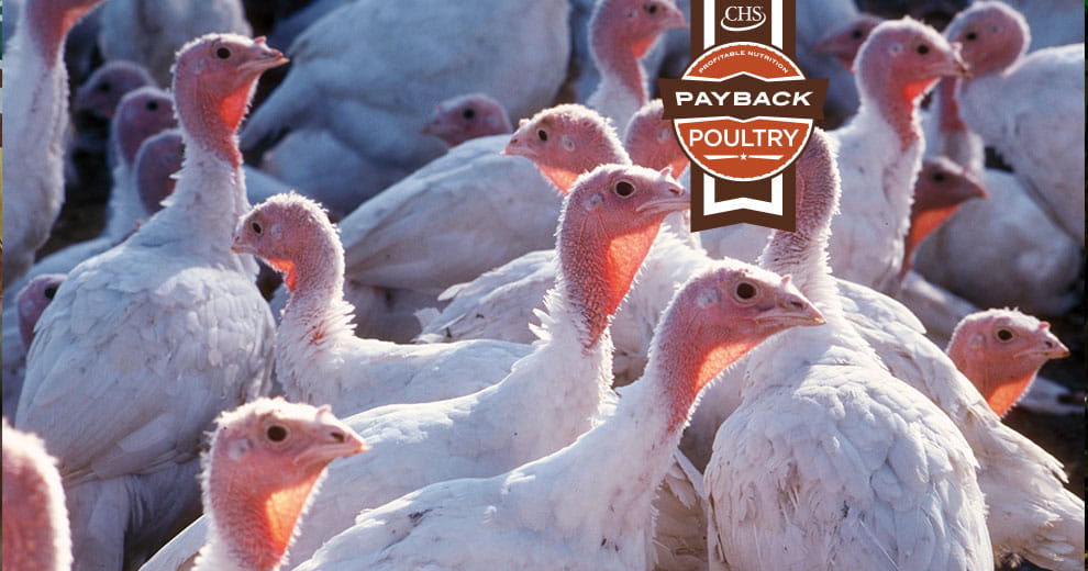 A gaggle of turkeys with overlay of Payback poultry badge
