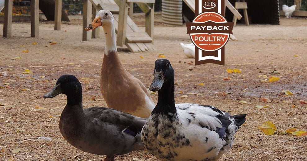 three different duck breeds standing together in yard with overlay of Payback Poultry badge