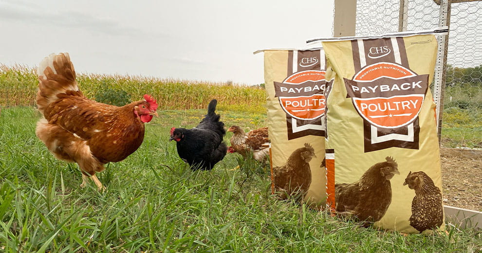 Chickens standing beside Payback Poultry feed bags