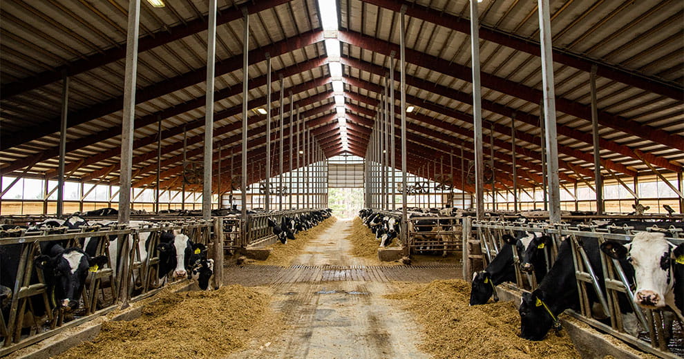 Dairy cattle eating hay in a barn