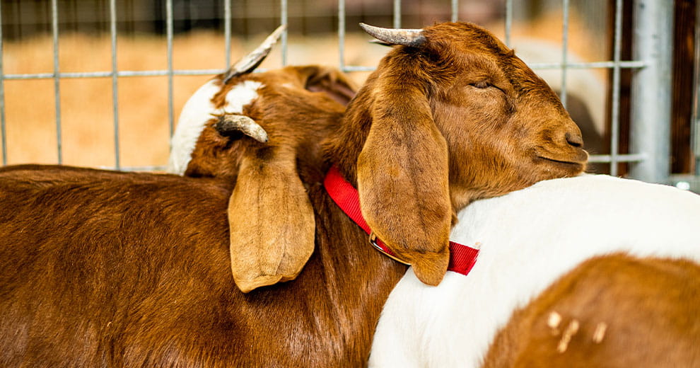 Two goats resting their heads on one another's backs