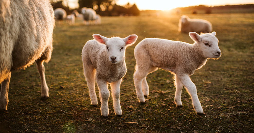 Two lambs in a grassy field during sunset